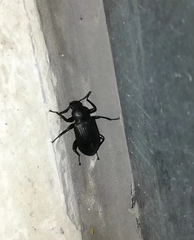 Tenebrionidae