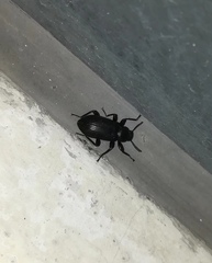 Tenebrionidae