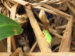 Hyla chinensis