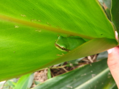Hyla chinensis