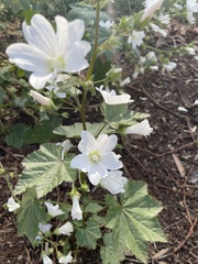Malva