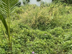 Amaurornis phoenicurus