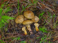 Suillus decipiens