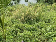 Amaurornis phoenicurus