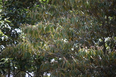 Miconia xalapensis