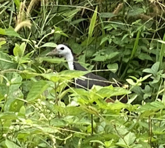 Amaurornis phoenicurus