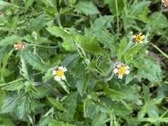 Tridax procumbens