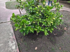 Eugenia brasiliensis