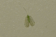 Ankylopteryx pallida