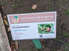 Eugenia brasiliensis