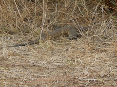 Varanus niloticus