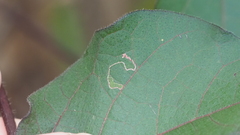 Agromyzidae