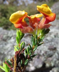 Dillwynia phylicoides
