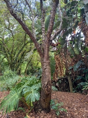 Heteromorpha arborescens abyssinica