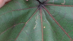 Agromyzidae