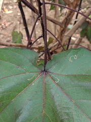 Agromyzidae