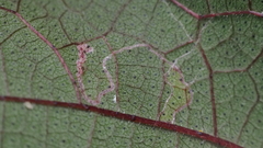Agromyzidae