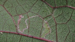 Agromyzidae