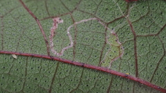 Agromyzidae
