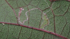 Agromyzidae