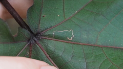 Agromyzidae