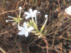 Plumbago zeylanica