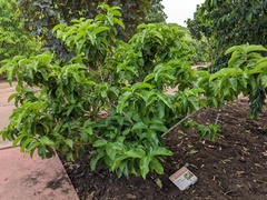 Vangueria madagascariensis