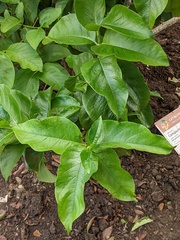 Vangueria madagascariensis