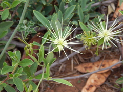 Maerua juncea