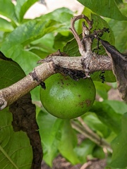 Pouteria campechiana