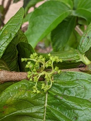 Pouteria campechiana