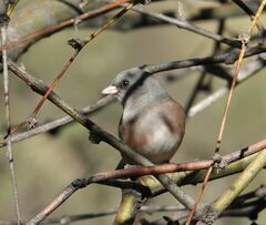 Junco hyemalis mearnsi