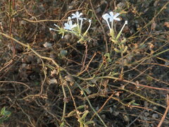 Plumbago zeylanica