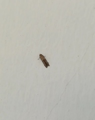 Blastobasidae