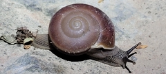 Hemiplecta
