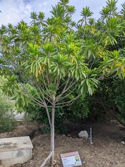 Pouteria campechiana