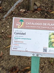 Pouteria campechiana