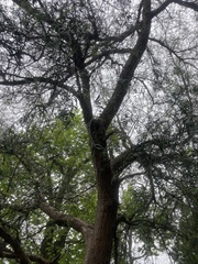 Schinus molle