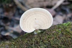 Microporellus obovatus