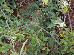 Maerua juncea