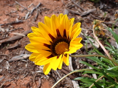 Gazania linearis