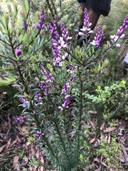 Comesperma