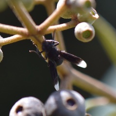 Parachartergus apicalis
