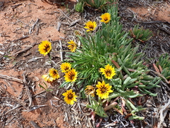 Gazania linearis
