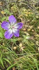 Geranium wlassovianum