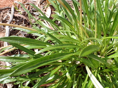 Gazania linearis