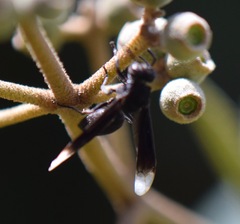 Parachartergus apicalis
