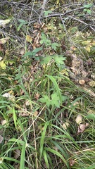 Geranium wlassovianum