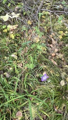 Geranium wlassovianum