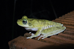 Boana platanera